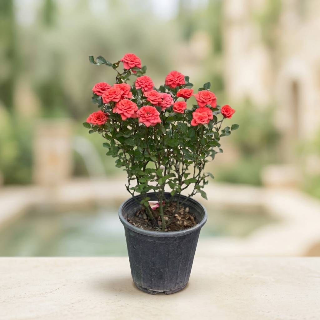 گلدان گل ساناز باغچه ای رنگ گل بهی