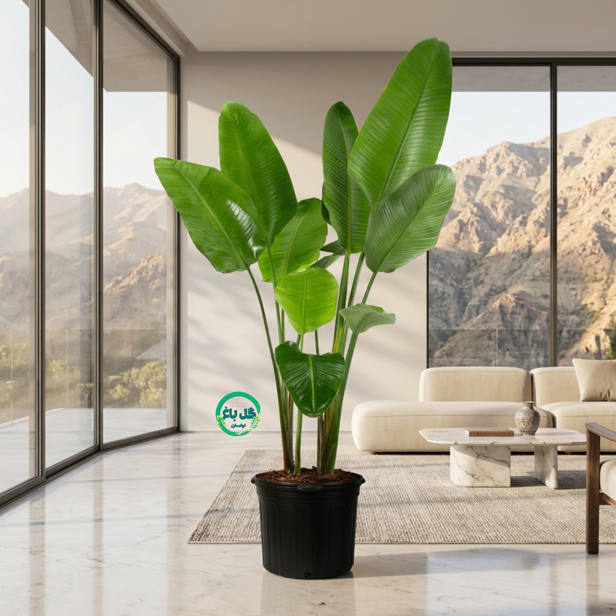 گیاه نخل نیکولای پرنده بهشتی - دو قلاف
